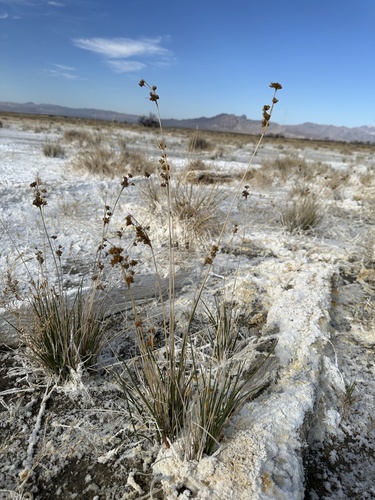 Image of Juncus cooperi by (c) Matt Berger, some rights reserved (CC BY)