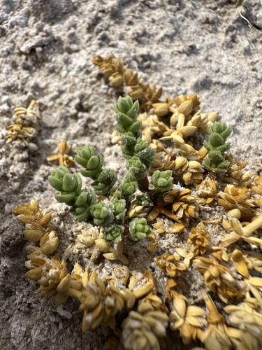 Image of Nitrophila mohavensis by (c) Matt Berger, some rights reserved (CC BY)