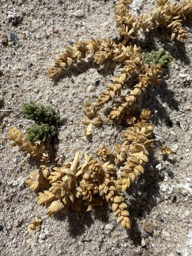 Image of Nitrophila mohavensis by (c) Matt Berger, some rights reserved (CC BY)