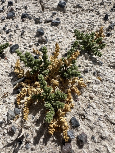 Image of Nitrophila mohavensis by (c) Matt Berger, some rights reserved (CC BY)