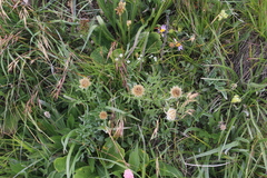 Psephellus caucasicus