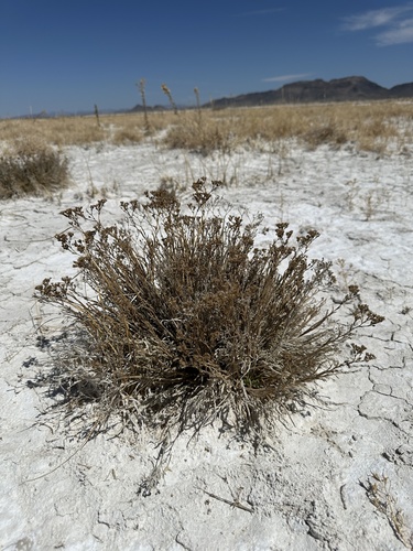 Image of Ivesia kingii by (c) Matt Berger, some rights reserved (CC BY)