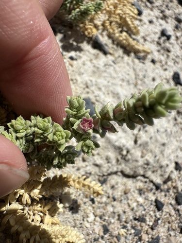 Image of Nitrophila mohavensis by (c) Matt Berger, some rights reserved (CC BY)
