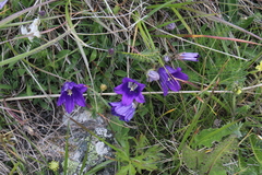 Campanula saxifraga