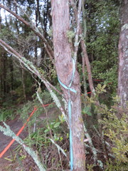 Phyllocladus trichomanoides