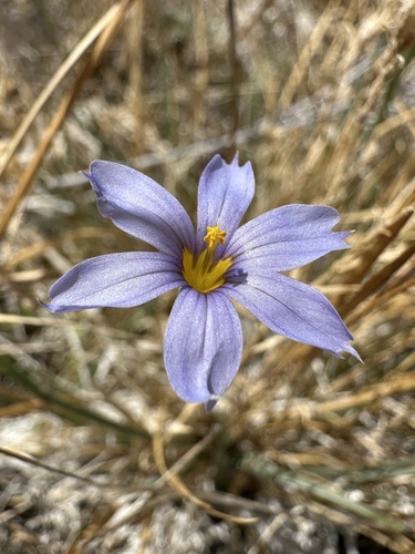 Image of Sisyrinchium funereum by (c) Matt Berger, some rights reserved (CC BY)