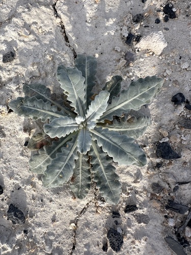 Image of Ash Meadows Blazing Star (Mentzelia leucophylla) by (c) Matt Berger, some rights reserved (CC BY)