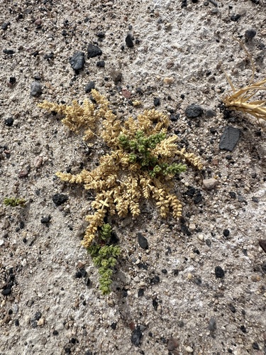 Image of Nitrophila mohavensis by (c) Matt Berger, some rights reserved (CC BY)