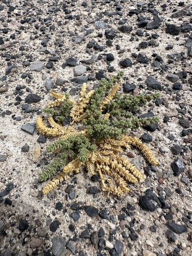 Image of Nitrophila mohavensis by (c) Matt Berger, some rights reserved (CC BY)