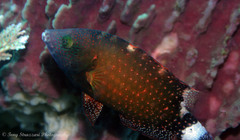 Floral Wrasse photo 3