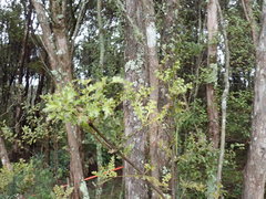 Phyllocladus trichomanoides