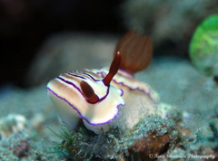 Hypselodoris emma