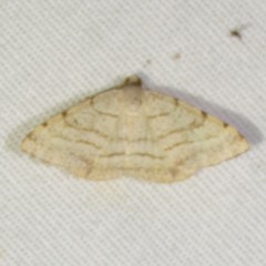 Taeniogramma octolineata