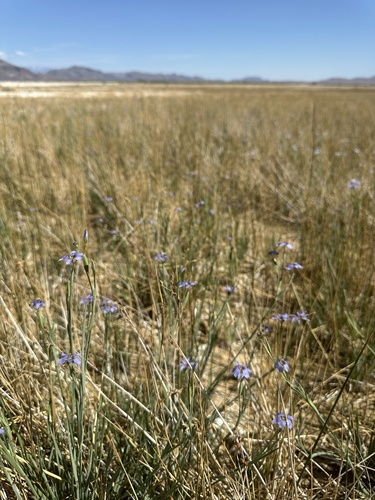 Death Valley Blue-eyed Grass (Sisyrinchium funereum)