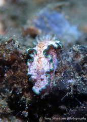 Glossodoris acosti