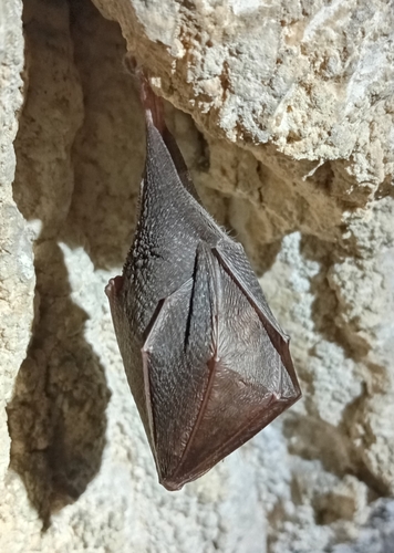 Lesser Horseshoe Bat