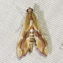 Agathodes monstralis