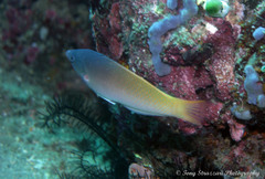 Halichoeres prosopeion