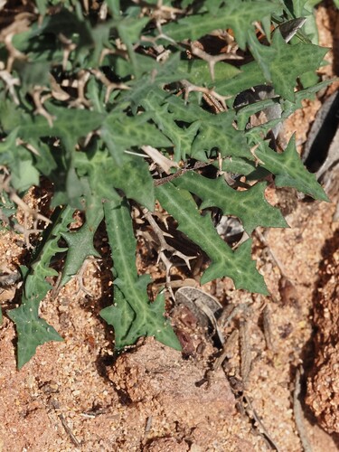 Image of Launaea cervicornis by (c) Louis Aureglia, some rights reserved (CC BY)