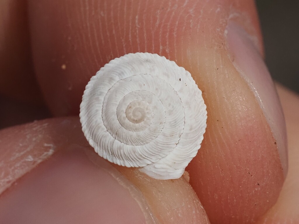 Xerocrassa nyeli
