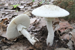 Amanita pulverulenta