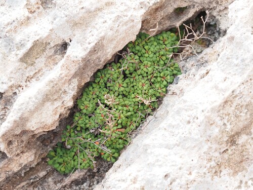 Image of Limonium minutum by (c) Louis Aureglia, some rights reserved (CC BY)