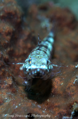 Parapercis tetracantha