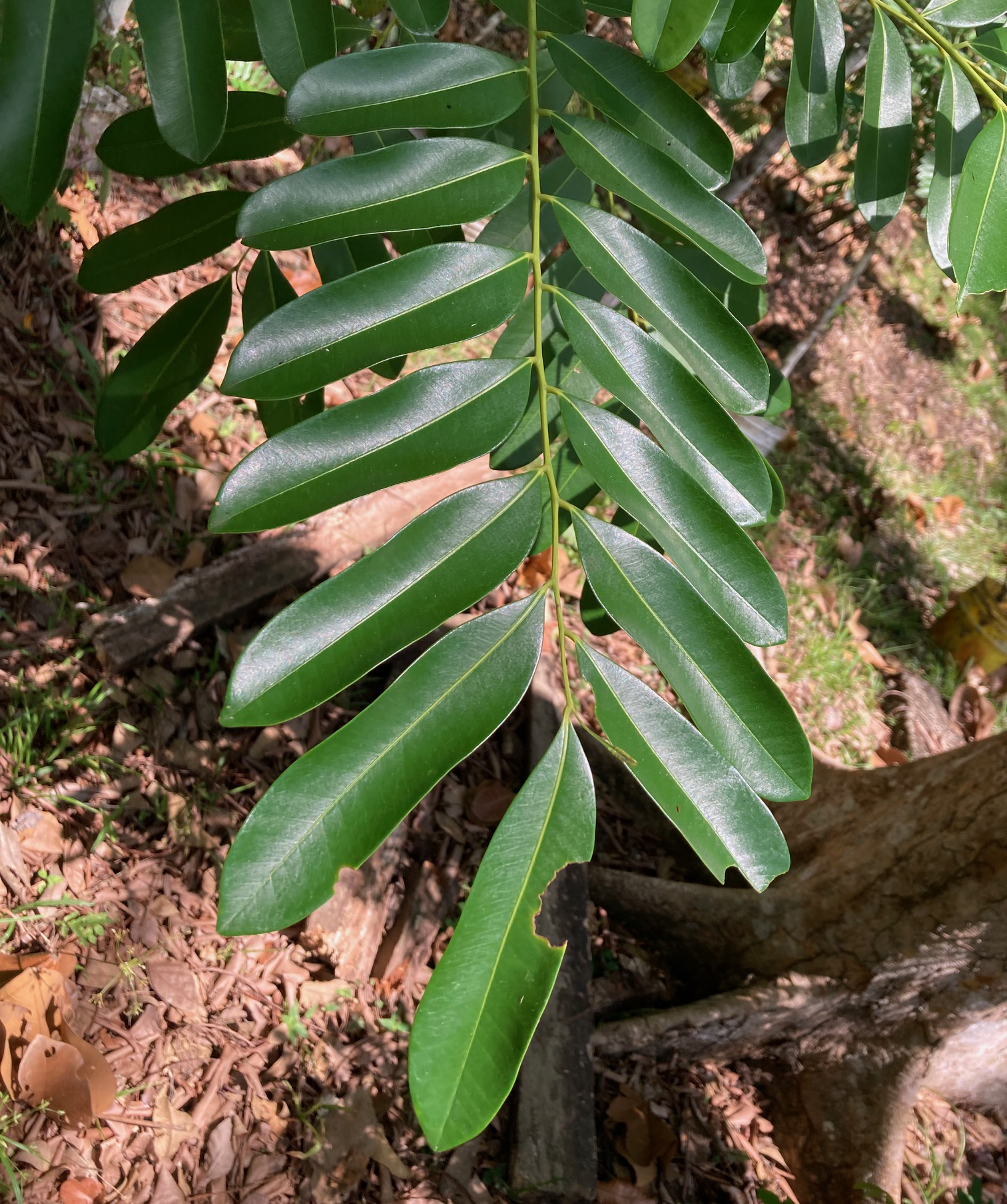 Imagem de Marupá