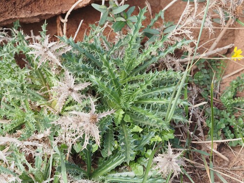 Image of Carlina corymbosa by (c) Louis Aureglia, some rights reserved (CC BY)