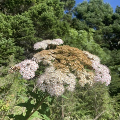 Spiraea formosana