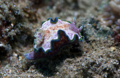 Glossodoris acosti