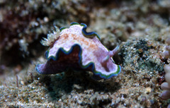Glossodoris acosti