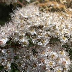 Spiraea formosana