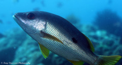 Lutjanus monostigma