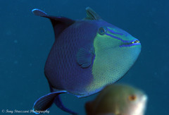 Red-Toothed Triggerfish photo 5