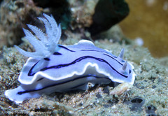 Chromodoris willani
