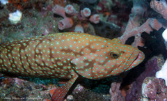 Cephalopholis cyanostigma