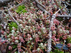 Sedum