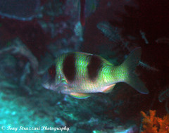 Parupeneus crassilabris