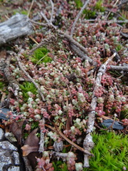 Sedum