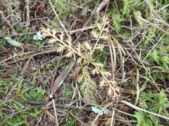 Phyllocladus trichomanoides