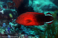 Cephalopholis urodeta