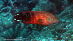 Cephalopholis urodeta