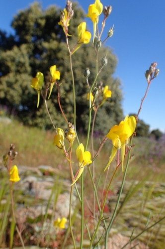 Image of Linaria spartea by (c) Jorge Íñiguez, some rights reserved (CC BY)