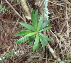 Leucopogon fasciculatus