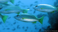 Lutjanus xanthopinnis