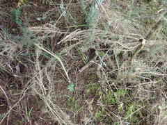 Phyllocladus trichomanoides