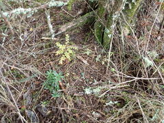 Phyllocladus trichomanoides