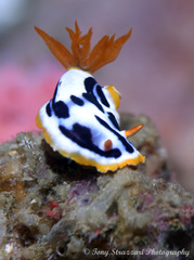 Chromodoris strigata
