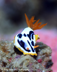 Chromodoris strigata